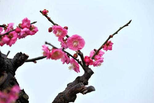 七律 腊梅吐艳香迎春 郑玉亚（图2）
