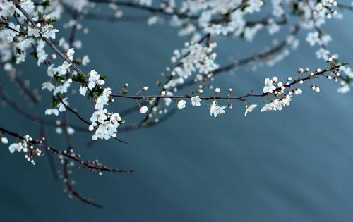 七律 腊梅吐艳香迎春 郑玉亚（图3）