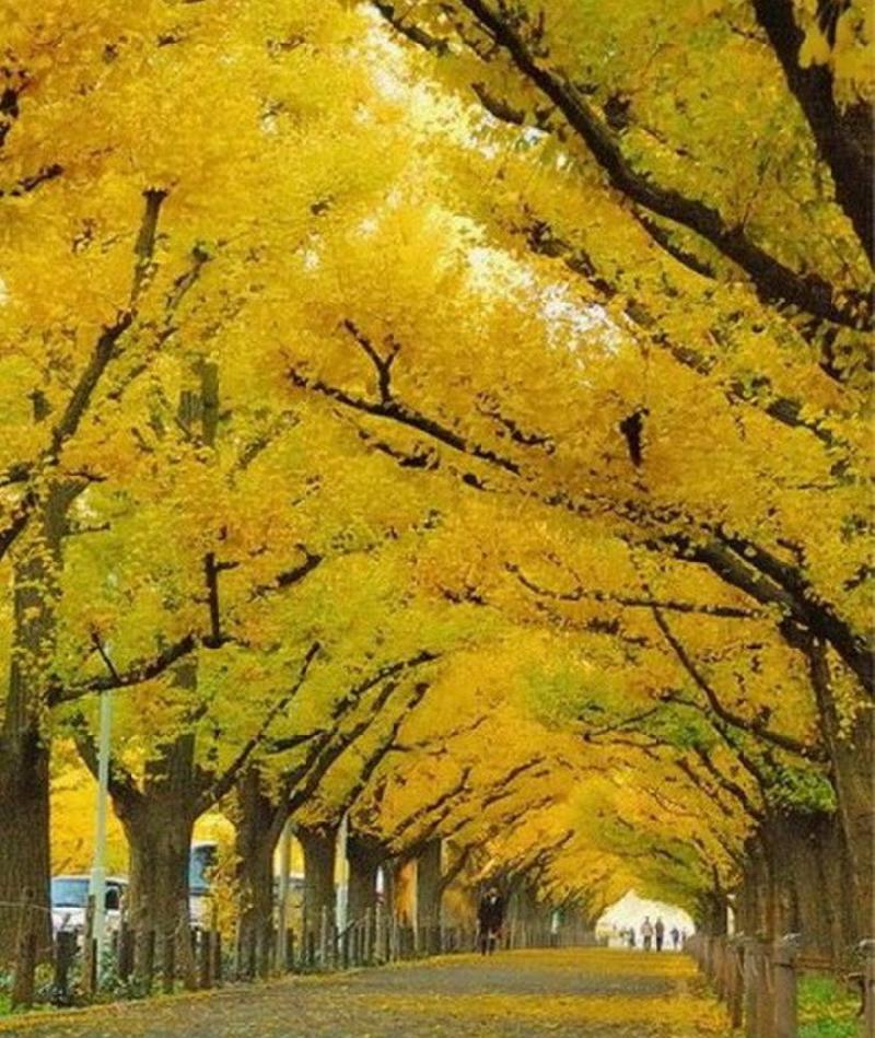《随笔》秋天的树叶:文/何俊锋(陕西西安)(图3)