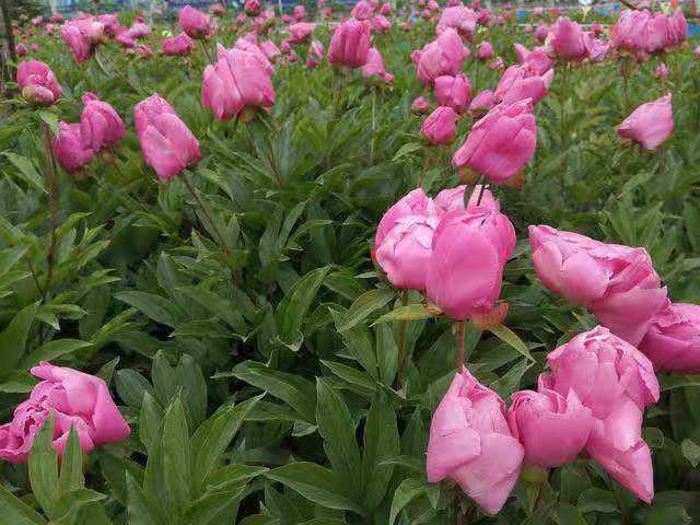 晨游遇雨得句(外三首)文/陇上(甘肃)【冰心文化传媒】(图8)