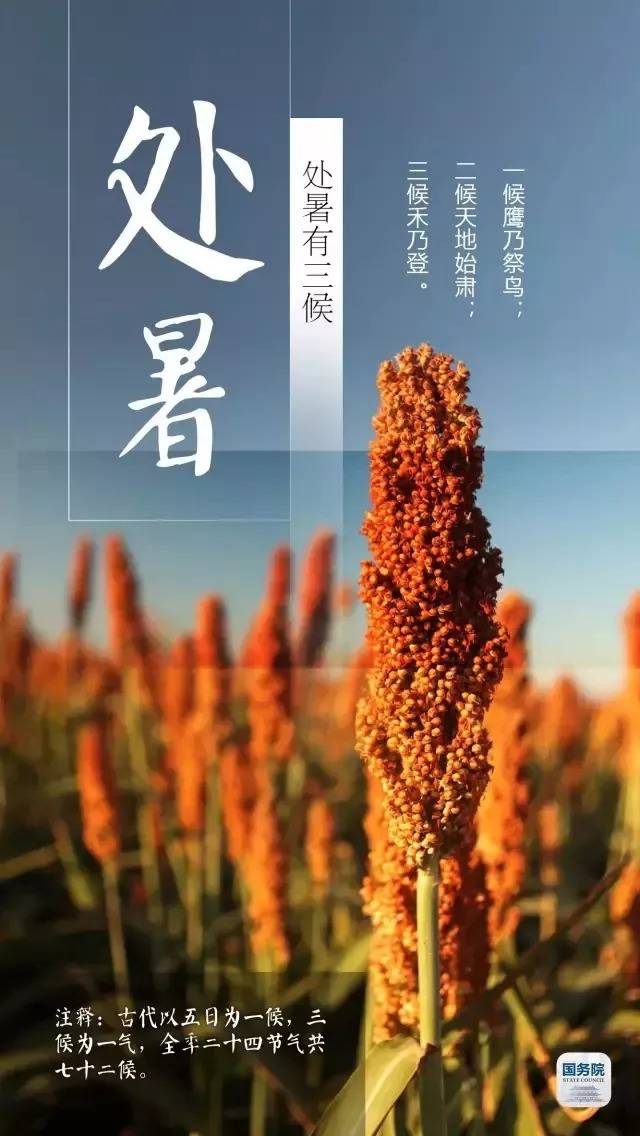 孙有 处暑来临到盛秋,花凋果硕绽枝头.