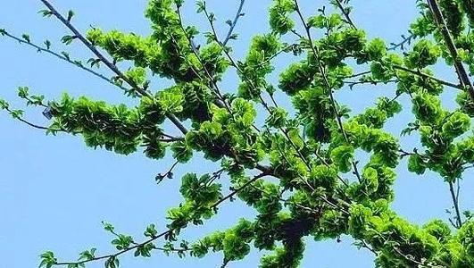 【新山东文学社】《家乡那棵老榆树》作者/张秀祥 主播/海豚（图5）