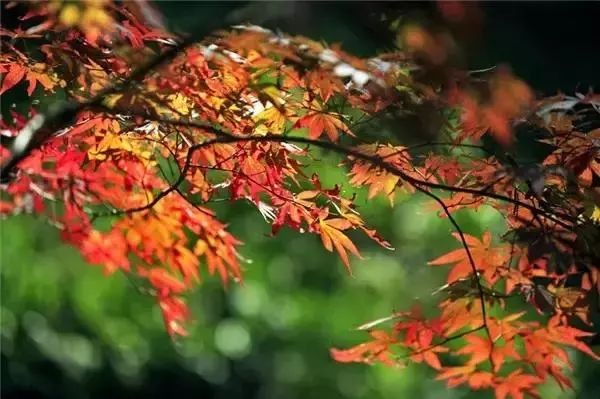 张刚松诗歌《秋天的梦 》，金牌主播蓝蓝诵读 ，编辑:宋梅【中国长江文学社】有声文学平台第2471期（图7）