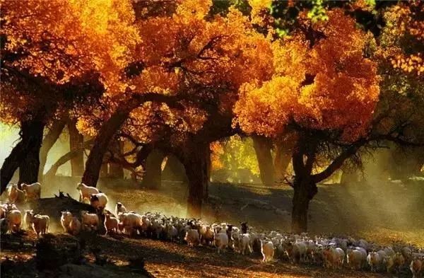 张刚松诗歌《秋天的梦 》，金牌主播蓝蓝诵读 ，编辑:宋梅【中国长江文学社】有声文学平台第2471期（图8）