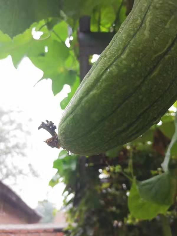 《散文》听雨:作者:白卫民(陕西西安)(图11)
