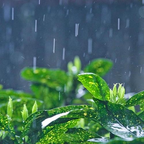 初秋小雨 春韵/山东