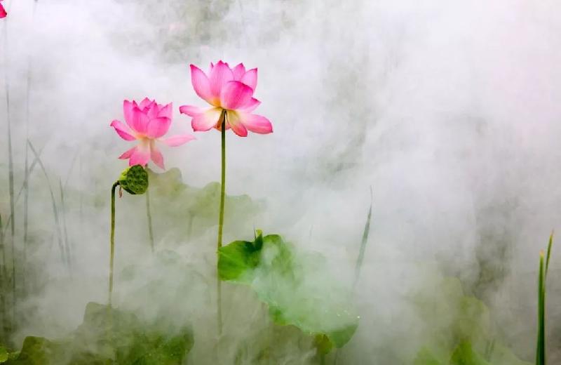 快乐一生诗歌《初秋的荷塘》欣赏,编辑:宋梅【中国长江文学社】有声文学平台第2487(图6)