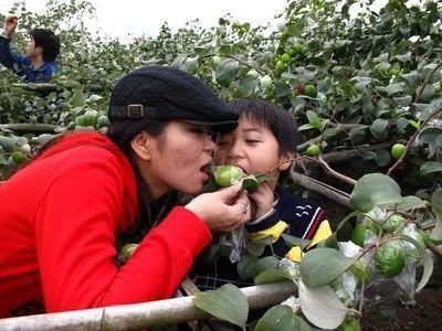 央视特邀配音员:语何老师诵读《偷摘枣》作者/乡土娃 编辑/胡琴(图4)