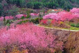 竹林隐士朗诵《桃花村》作者/张维清 编辑/胡琴(图2)