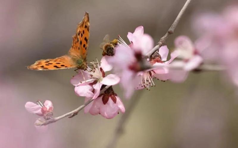 竹林隐士朗诵《桃花村》作者/张维清 编辑/胡琴(图4)