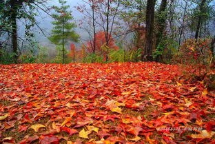 竹林隐士朗诵《秋》作者/陈淑侠 审核/霞光瀑布 编辑/胡琴(图4)