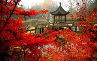 竹林隐士朗诵《秋》作者/陈淑侠 审核/霞光瀑布 编辑/胡琴(图5)