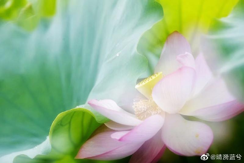 《山东诗人..王波》选辑（图5）