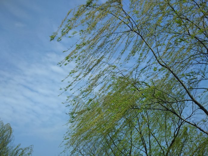 春语芳华: 夜雨微凉（图3）