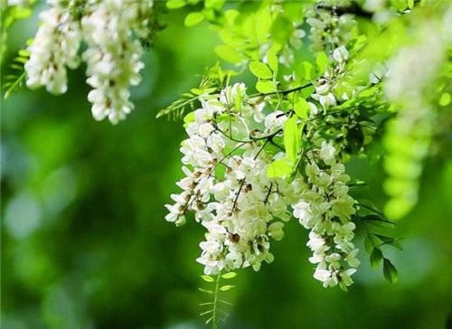 五月槐花开了 文/ 肖勤 主播/远山呼唤 京津沪头条（图4）
