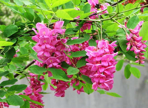 五月槐花开了 文/ 肖勤 主播/远山呼唤 京津沪头条（图2）