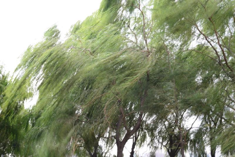 蔡科: 风狂雨聚（图2）