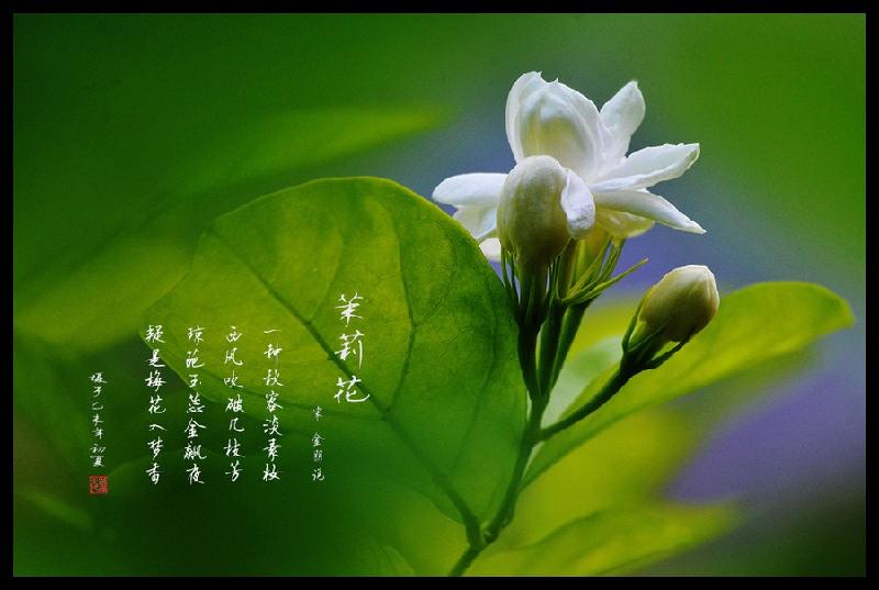 【枫雅汇看图约诗】诗人陈江《四十七》(茉莉花)(图4)