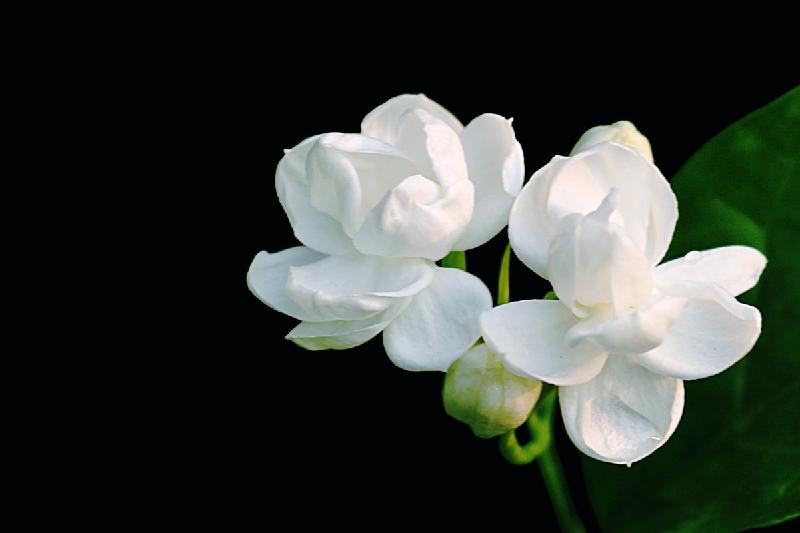 【枫雅汇看图约诗】诗人陈江《四十七》(茉莉花)(图5)