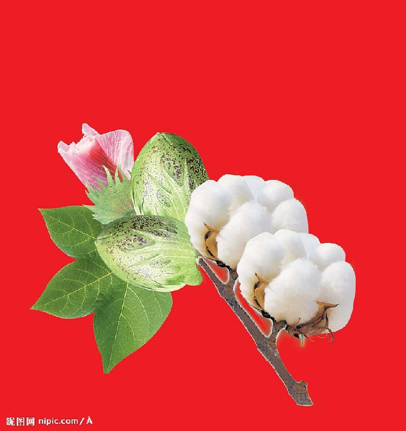 【枫雅汇看图约诗】第201期《不教白絮落污穷》(图2)