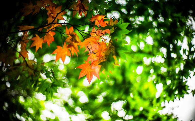 【潇湘文学社】潇湘陶菊诗社《孟秋》(图7)