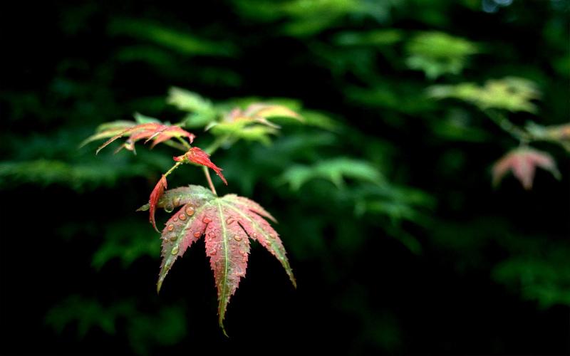 【潇湘文学社】潇湘陶菊诗社《孟秋》（图2）