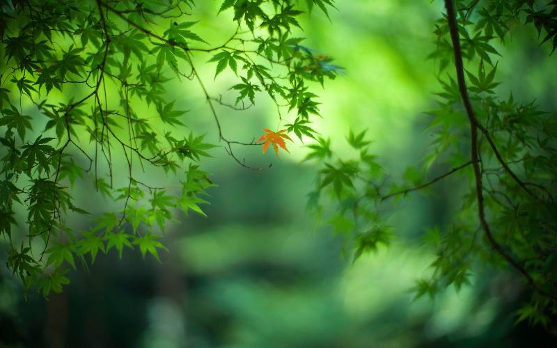 【潇湘文学社】潇湘陶菊诗社《孟秋》(图5)