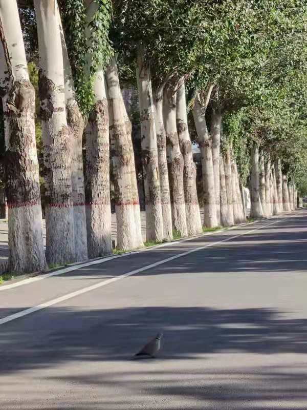 《情感篇》营区的老杨树:文/李建印(陕西西安)(图4)