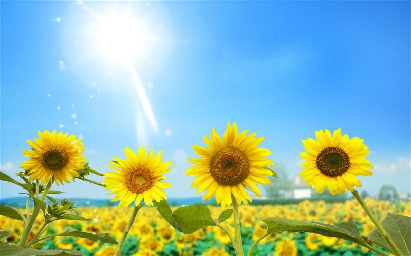 《成为自己的太阳》作者/刘瑞成 主播/馨园小主 编辑/胡琴（图6）