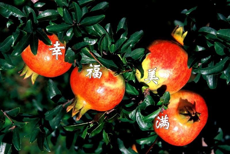 每日一景·井陉美 | 硕果累累（图31）