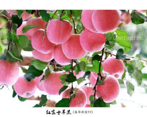 沉甸甸的秋 徐森林 （沈阳）（图4）