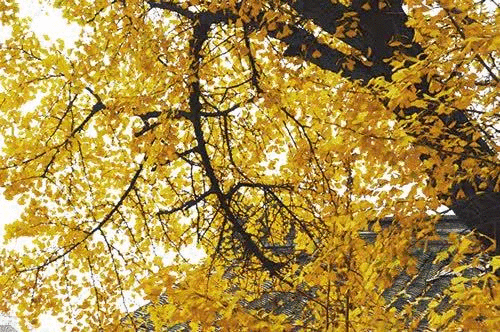 500_332gif 动态图 动图