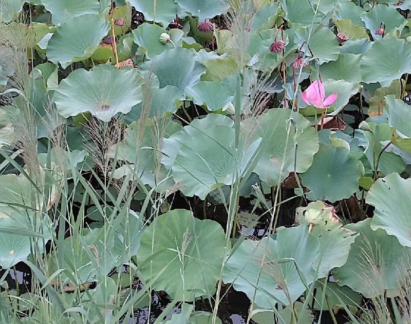 【新诗大观】写给你||文/姜振国