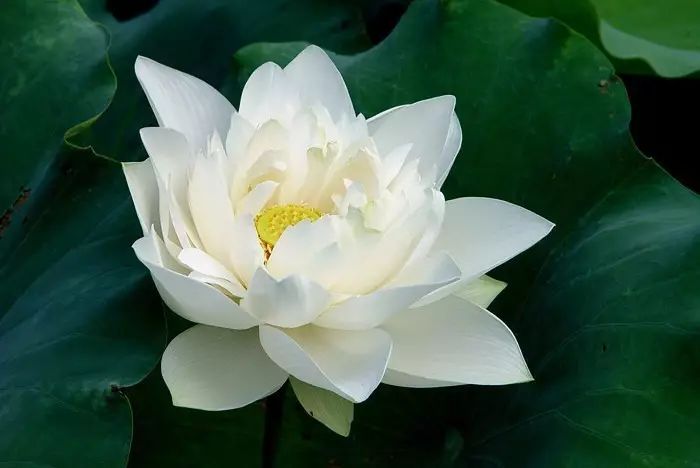 送张元红老师 文‖王凤荣（图7）