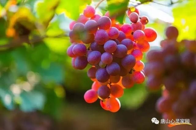 晓晨女士《七律.丁香女子诗社葡萄园采风剪影》简析 文/王楼（图2）