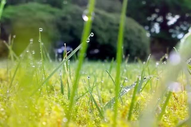 秋Ⅱ文图/吕锦芳（图3）