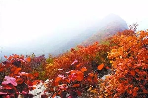 李振声诗歌《九月,你好》欣赏金牌主播沐达情怀诵读编辑:宋梅【中国长江文学社】有声文学平台第2543期(图6)