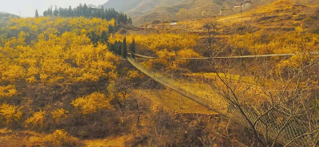 每日一景·井陉美｜洞阳坡连翘（图5）