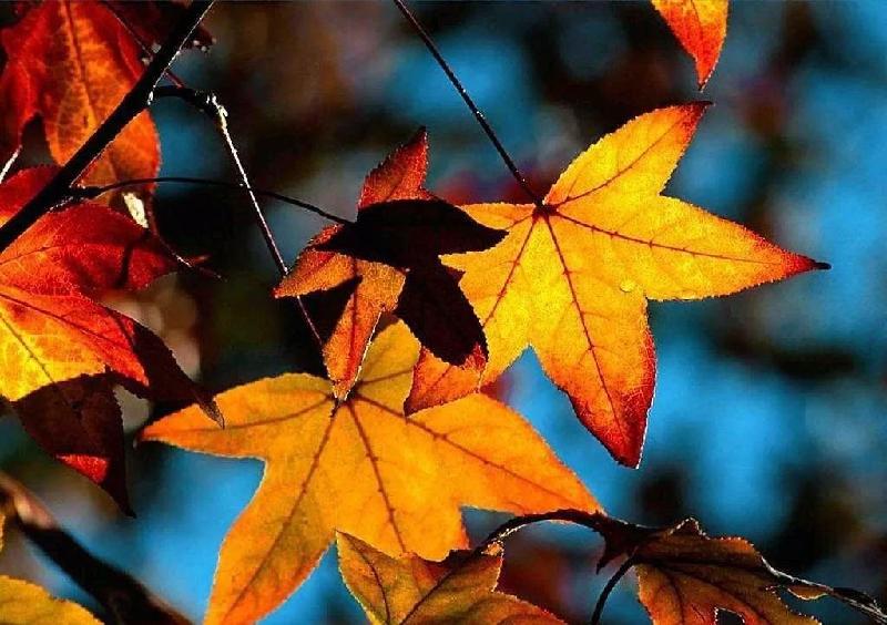 吉日莲花 : 两片落叶的爱情（图5）