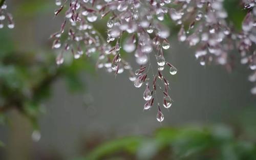 文 鲁妮/求错过/诵 老菩提(图3)