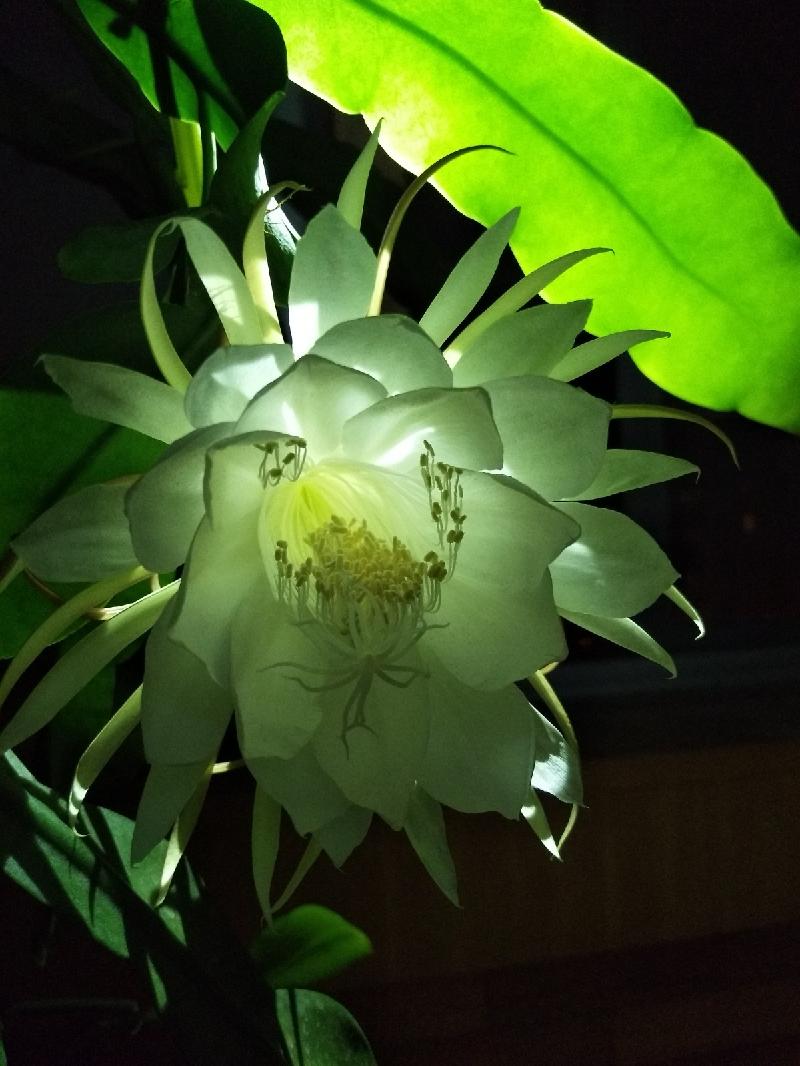 【潇湘文学社】潇湘问梅诗社《昙花》(图8)