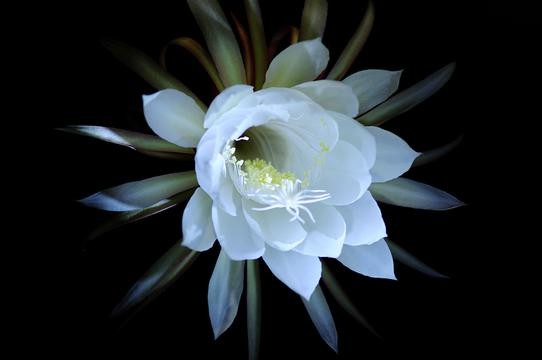 【潇湘文学社】潇湘问梅诗社《昙花》(图12)