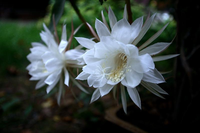 【潇湘文学社】潇湘问梅诗社《昙花》(图17)