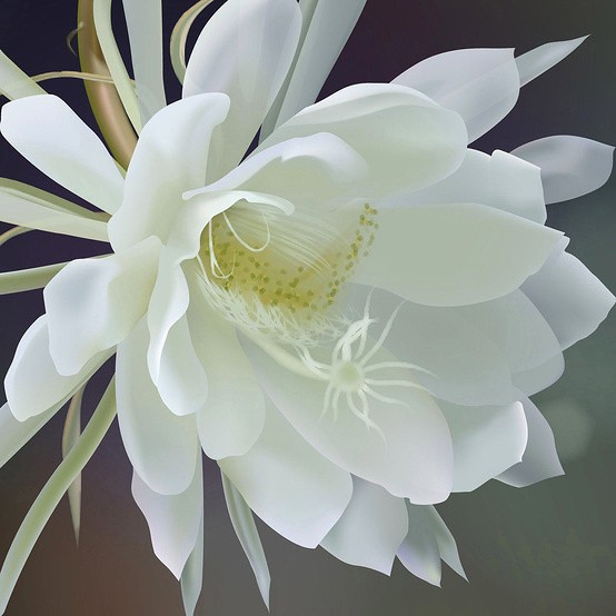 【潇湘文学社】潇湘问梅诗社《昙花》(图28)