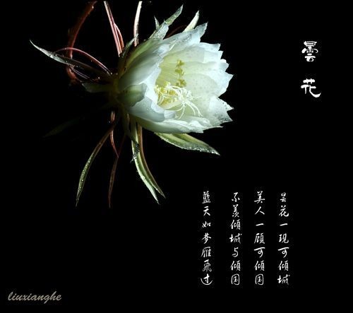 【潇湘文学社】潇湘问梅诗社《昙花》(图13)