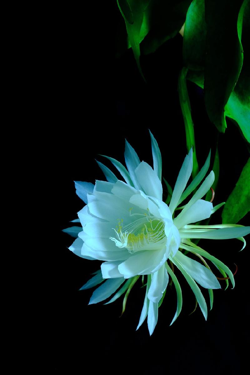 【潇湘文学社】潇湘问梅诗社《昙花》(图14)