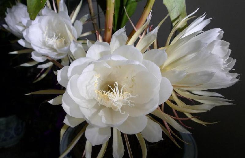 【潇湘文学社】潇湘问梅诗社《昙花》(图30)