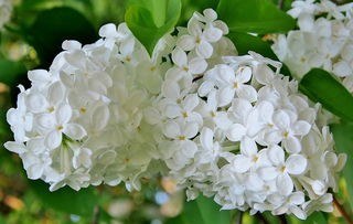 请欣赏雪山雄鹰老师诗歌,编辑:宋梅【中国长江文学社】有声文学平台第2552期(图6)