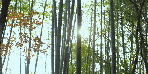 480_240gif ̬ͼ ͼ