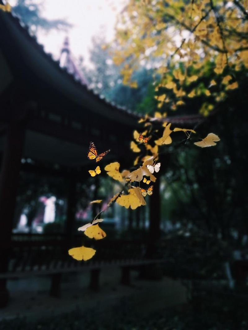 南辕北辙 作者:王石白雨 京津沪头条文学平台发布